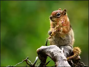 Konar, Wiewiórka, Chipmunk