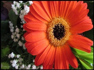 Gerbera, Gęsiówka