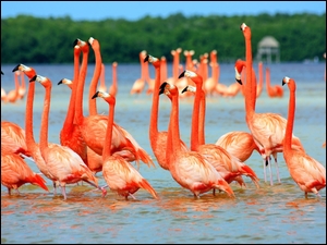 Flamingi