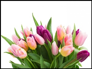 Bukiet, Tulipanow