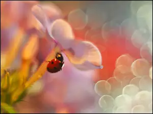 Bokeh, Biedronka, Czerwony, Owad, Floks