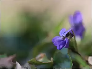 Kwiat, Fiołek Wonny, Fioletowy