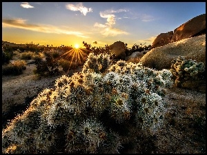 Joshua Trees, Kwitnące, Park, Kaktusy, Narodowy, Kalifornia