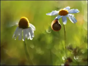 Bokeh, Ślimak, Margerytka