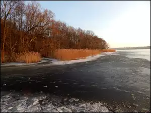 Jezioro, Trzcina, Lód, Drzewa