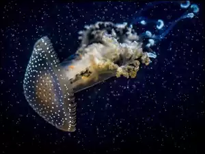 Podwodna, Meduza