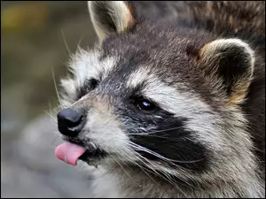 Szop, Język