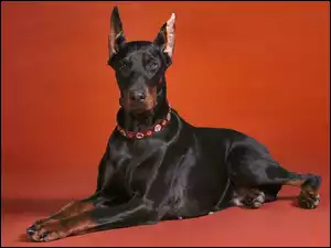 Doberman, Obroża