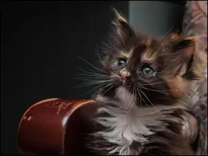 Kotek, Maine coon, Kot