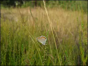Modraszek, Trawy, Motyl, Źdźbła