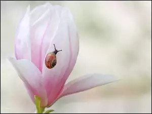 Ślimak, Różowa, Magnolia