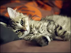 Maine coon, Kot, Kotek