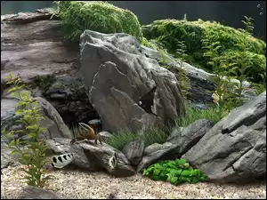 Akwarium, Krab, Kamienie, Rybki