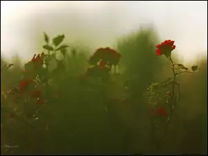 Czerwone, Róże, Kwiaty