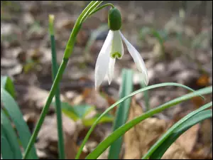 Liście, Przebiśniegi, Kwiat