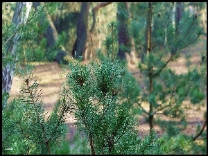 Las, Iglaki, Drzewa, Gałązki