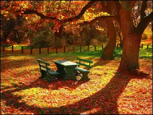 Jesień, Ławki, Park, Zielone