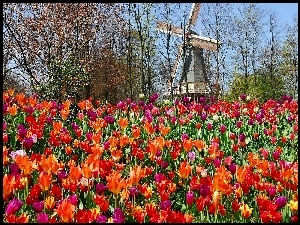 Park, Lisse, Tulipany, Wiatrak