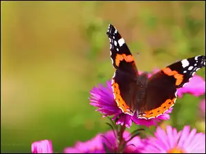 Astry, Motyl, Różowe