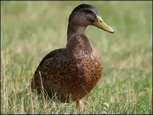 Kaczka