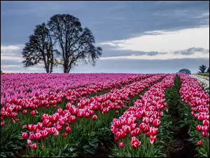 Drzewa, Tulipany, Pole