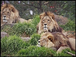 Lwy, Zoo