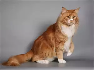 Kot, Maine Coon