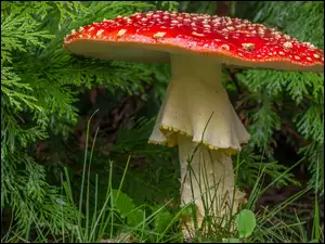 Muchomor, Gałązki