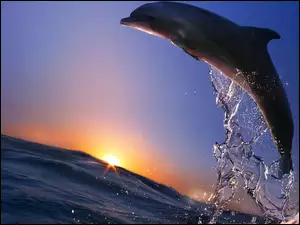 Wyskakujący, Delfin
