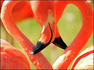 Dzioby, Dwa, Flamingi