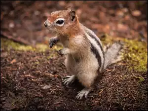 Łapki, Wiewiórka, Chipmunk