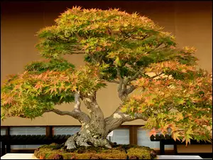 Drzewko, Klonu, Bonsai, Miniatura