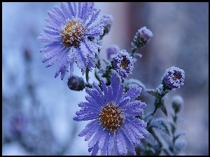 Aster, Zima, Oszroniony