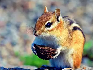 Orzeszek, Wiewiórka, Chipmunk