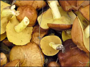 Pozrywane, Grzyby