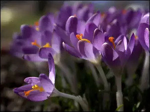 Fioletowy, Kwiat, Krokus