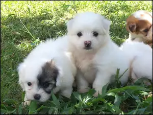 Szczeniaki, Coton de Tulear