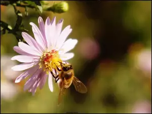 Aster, Pszczoła