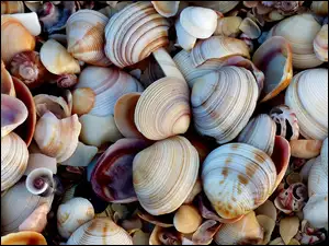Muszelki