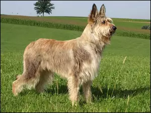 Berger Picard, Owczarek pikardyjski, Berger de Picardie