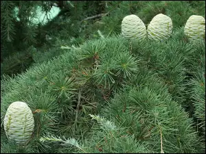 Szyszki, Iglak, Sosna