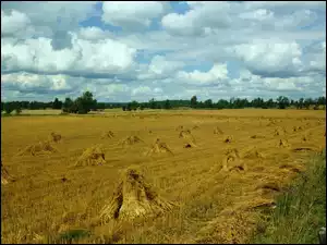 Niebo, Pole, Zboża, Snopy, Chmury