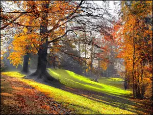 Park, Jesień, Poranek, Przebijające Światło
