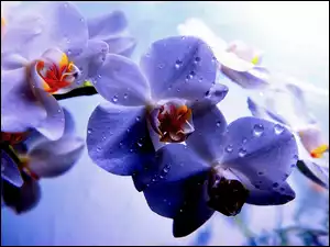 Fioletowa, Rozmycie, Orchidea, Krople