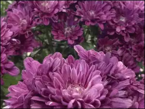 Purpurowe, Astry