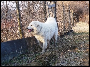 Owczarek węgierski Kuvasz, płot