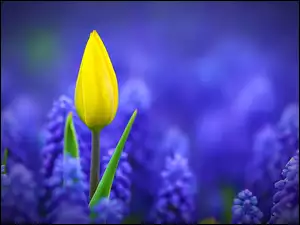 Tulipan, Szafirki, Żółty