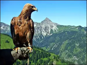 Lasy, Orzeł przedni, Góry