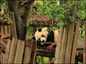 Drzewa, Panda, Ogrodzenie