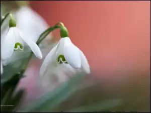 Przebiśniegi, Wiosna, Białe, Kwiaty